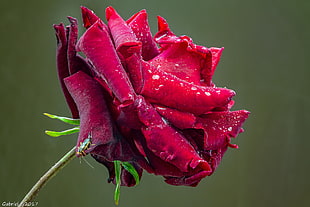 red flower illustration, roses