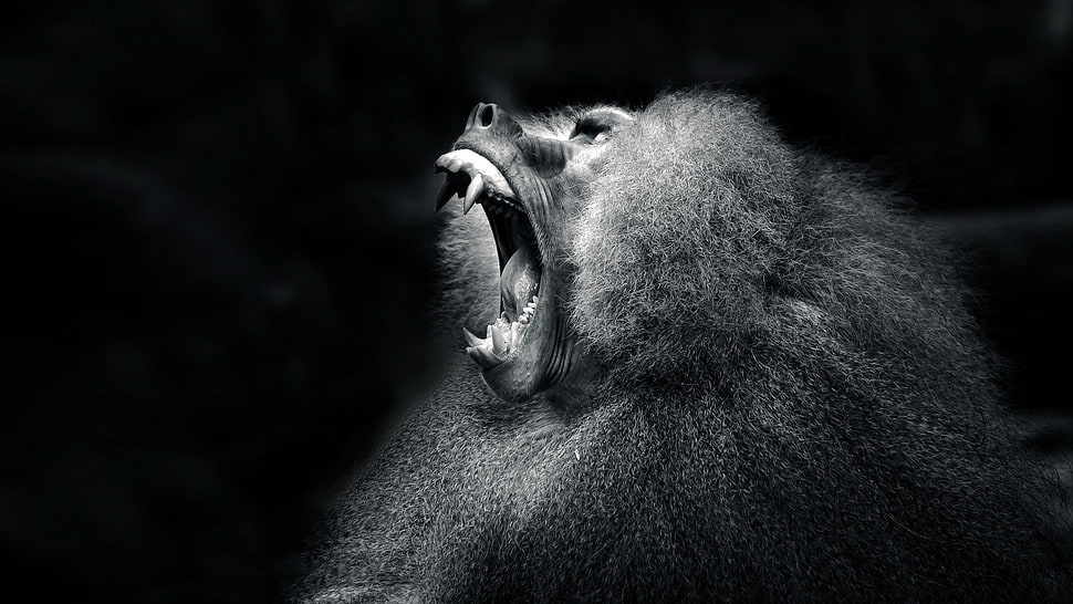black and white short-coated dog, monkey HD wallpaper