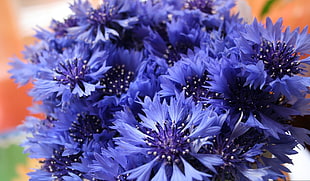 selective focus photography purple Cornflower flower bouquet