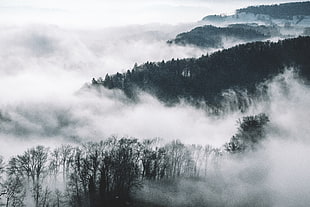 aerial photography of foggy forest