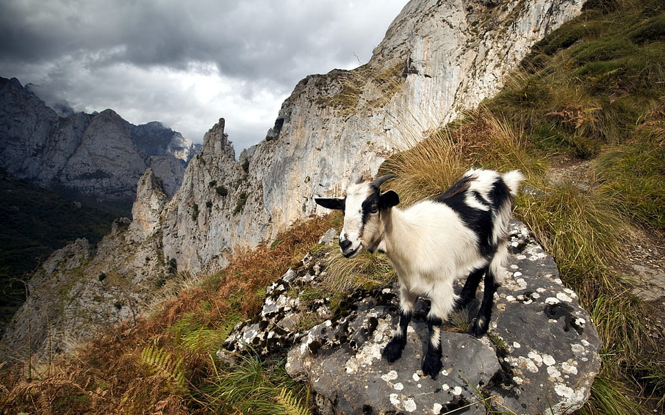 white and black goat on gray rock at daytime HD wallpaper
