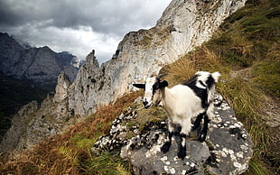 white and black goat on gray rock at daytime