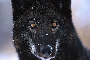 black wolf HD wallpaper