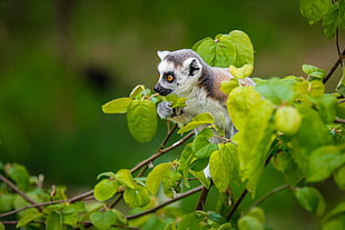 white and brown Sugar Glider on green tree, ring-tailed lemur