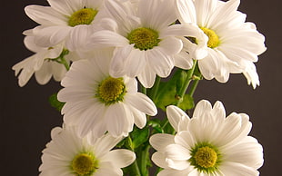 photography of white petaled flowers