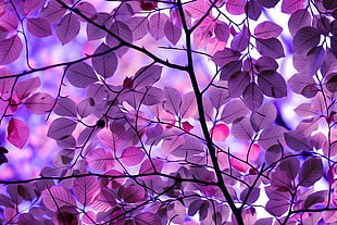 photo of purple flowering tree HD wallpaper