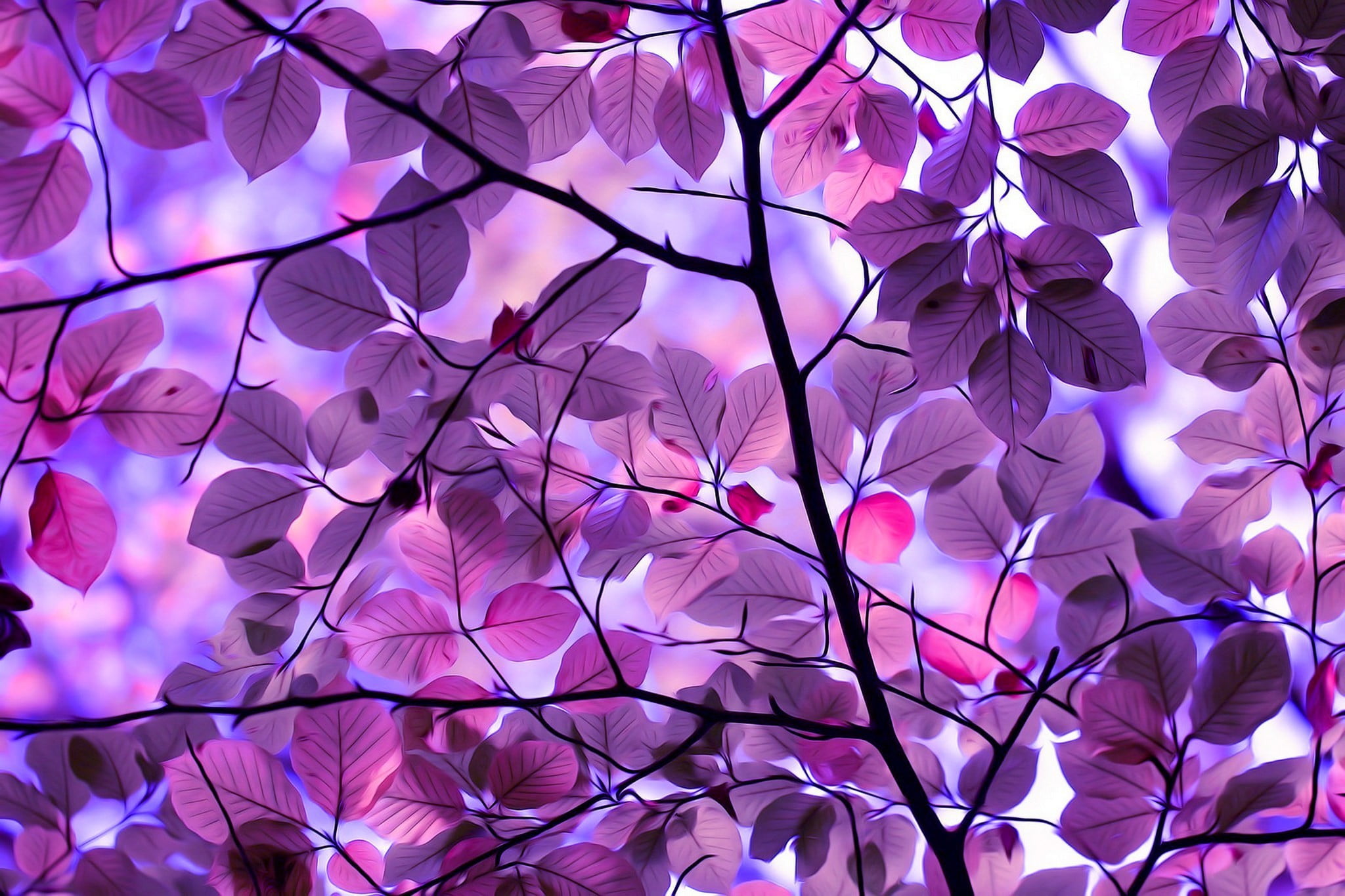 photo of purple flowering tree