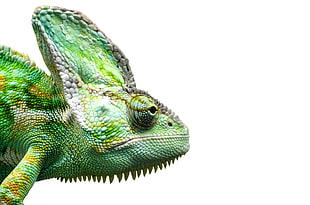 close-up photo of chameleon