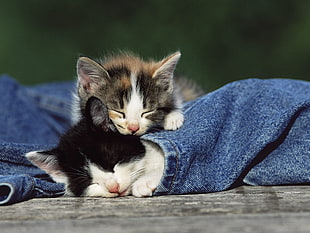 selective photography of kittens sleeping