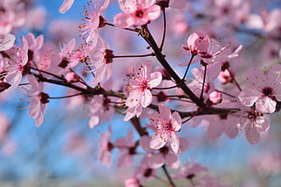 selective focus of Sakura tree during daytime