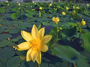 waterlilies with yellow flowers on body of water during daytime