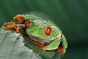 macro photography of red-eye tree frog