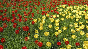 yellow and red flowers during daytime photo