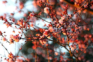 pink cherry blossoms, nature, depth of field, flowers, twigs
