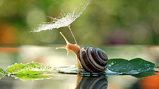 snail with leaf, snail HD wallpaper