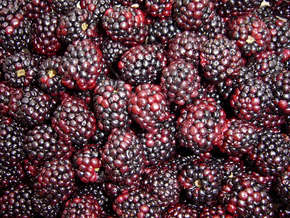 red and black raspberry HD wallpaper