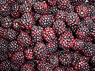 red and black raspberry