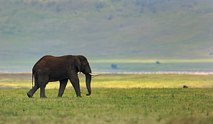 black elephant photo during daytime