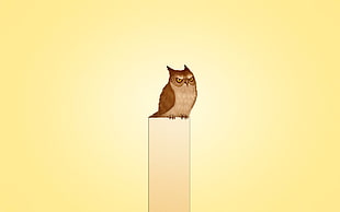 brown owl perch on the cube HD wallpaper