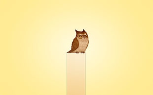 brown owl perch on the cube