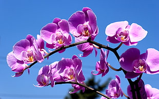 purple Orchids at daytime