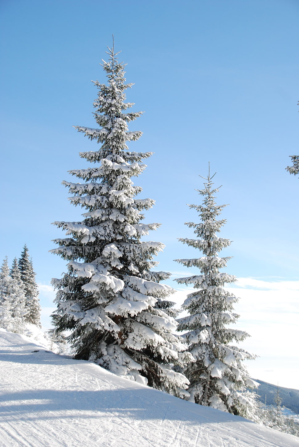trees cover with snow during day time HD wallpaper