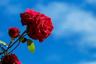 selective focus photography of red roses