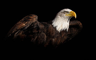 bald eagle, birds, animals, black background, bald eagle HD wallpaper