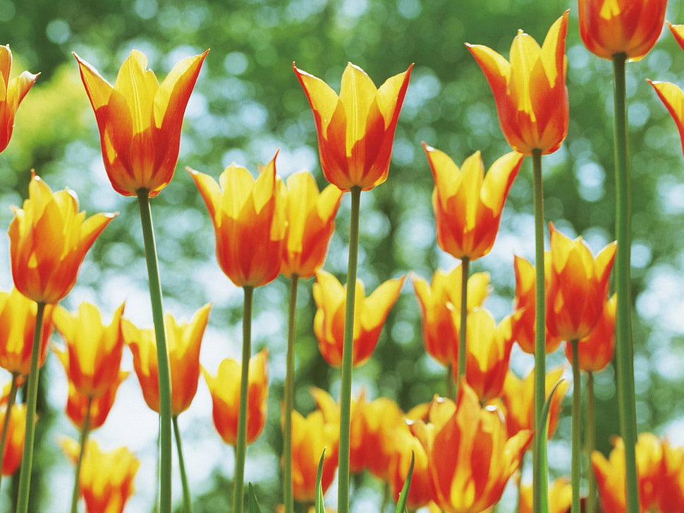 yellow-and-red Tulip flower field during daytime HD wallpaper