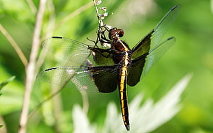 black and yellow dragonfly perched on flower stem in closeup photo