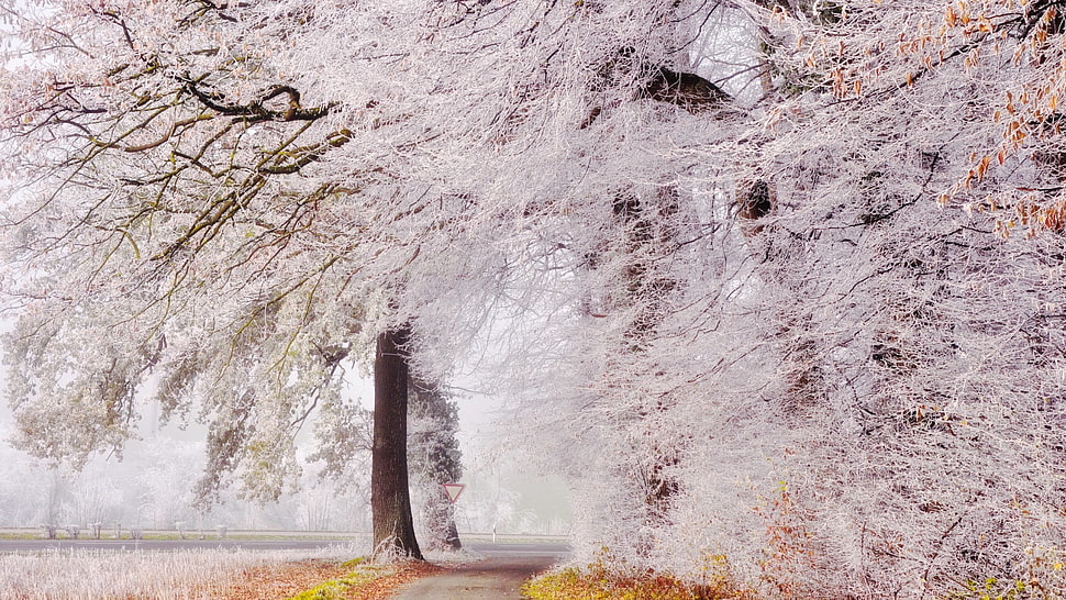 white leafed tree, trees, winter HD wallpaper