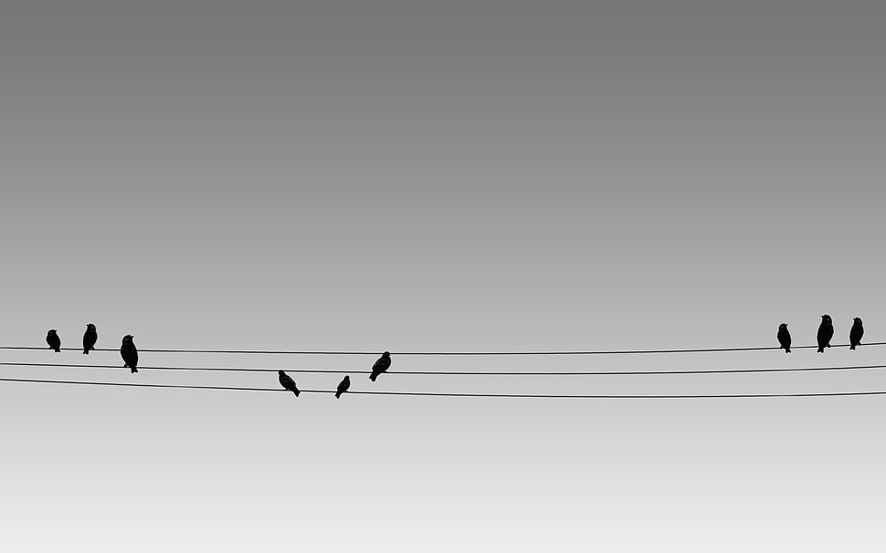 three coated wires, birds, nature, sky, animals HD wallpaper