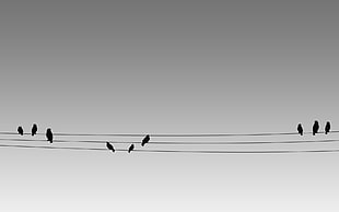 three coated wires, birds, nature, sky, animals