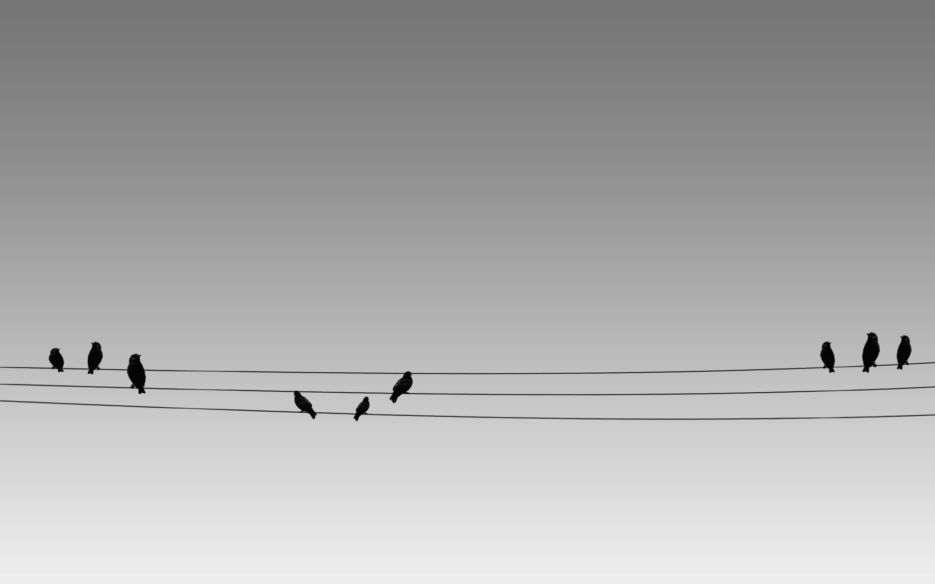 three coated wires, birds, nature, sky, animals