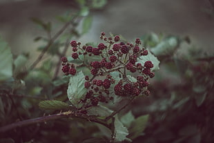red flower buds, Blackberries, Berries, Bush HD wallpaper