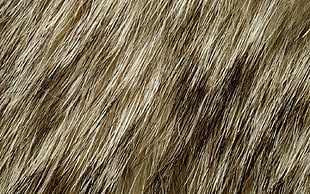 Texture,  Fur,  Background HD wallpaper