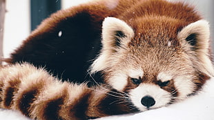 red panda, animals, red panda, snow HD wallpaper