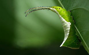 close-up photography of green caterpillar on green leaf plant HD wallpaper