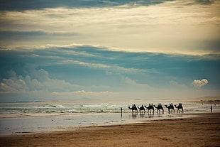 silhouette of camels photo, landscape, beach, people, animals