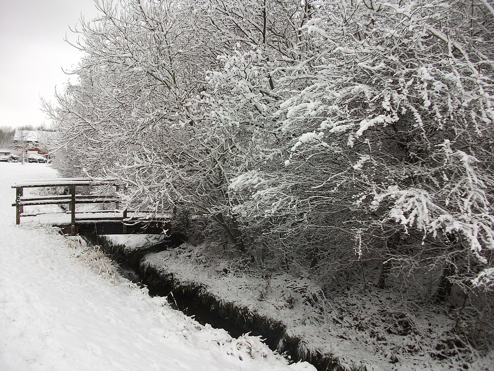 trees and bridge, nature, trees, snow, winter HD wallpaper