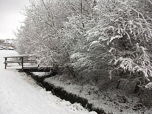trees and bridge, nature, trees, snow, winter