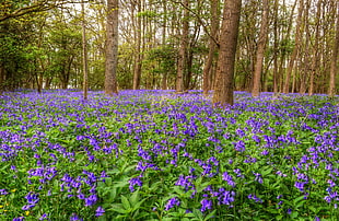 field of purple flowers with trees at daytime HD wallpaper