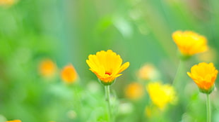 selective photography of yellow petaled flowers