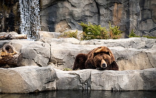 brown bear, bears, animals