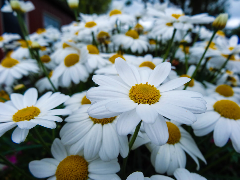 selective focus photography of white daisies in bloom HD wallpaper
