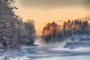 leafless trees, winter, Finland, trees, landscape HD wallpaper