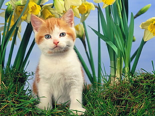 orange and white tabby kitten beside yellow flowers