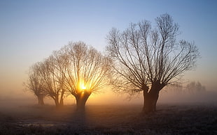 silhouette of trees, nature, landscape, trees, mist HD wallpaper