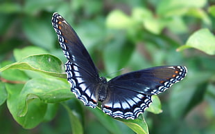 Mormon butterfly perched on green leaf closeup photography