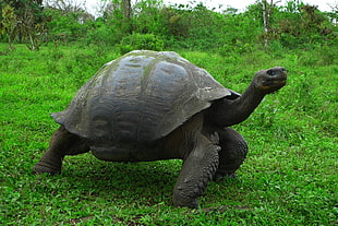 grey Galapagos turtle